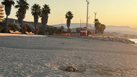 Zinola, AdSP adotta misure di tutela per la nidificazione della tartaruga